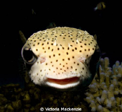 Peekaboo! Porcupine Puffer (cropped) by Victoria Mackenzie 